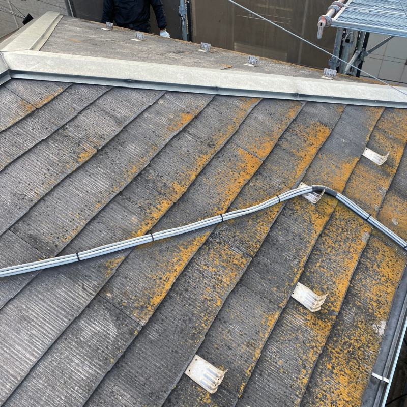 カビ・こけ・藻